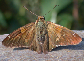 Silver-spotted Skipper